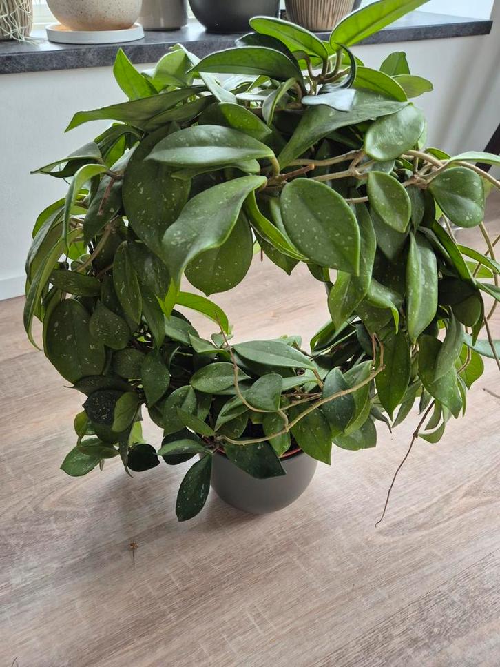 Hoya Carnosa Stekken, Huis en Inrichting, Kamerplanten, Minder dan 100 cm, Bloeiende kamerplant, Halfschaduw, Ophalen