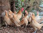 Friese hoen krielkippen, Dieren en Toebehoren, Pluimvee, Meerdere dieren, Kip