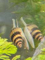 Helena slakken, Slak of Weekdier