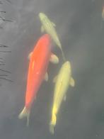 6 koi karpers te koop, Dieren en Toebehoren, Vissen | Vijvervissen, Karper of Koi