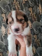 Schotse collie x pups, 8 tot 15 weken, Collie, Meerdere, Meerdere dieren