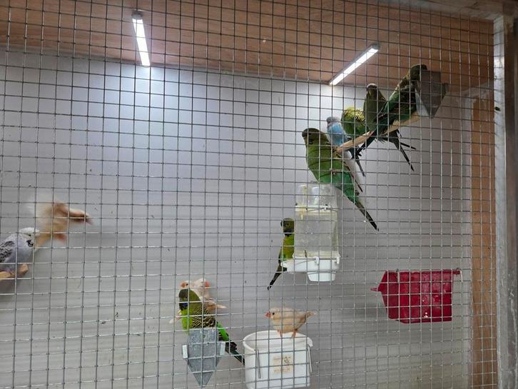 Blackface grasparkieten van 2025  1 koppel van 2024, Dieren en Toebehoren, Vogels | Overige Vogels, Meerdere dieren, Geringd