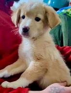 ONTZETTEND MOOI PUPJE GOLDIE GEK OP AANDACHT EN SPELEN, Particulier, 15 weken tot 1 jaar, Reu, Buitenland