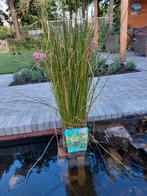 Waterplant, soort pijpestrootje, Tuin en Terras, Vijvers, Ophalen, Zo goed als nieuw