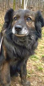 Lieve Dzim zoekt huis., Dieren en Toebehoren, Honden | Niet-rashonden, 6 jaar of ouder, Particulier, Rabiës (hondsdolheid), Reu