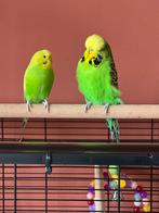 Parkiet en kooi, Dieren en Toebehoren, Meerdere dieren, Parkiet, Tam