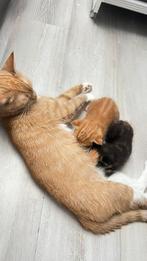 Kittens te koop, Dieren en Toebehoren, Katten en Kittens | Overige Katten, Kortharig, 0 tot 2 jaar