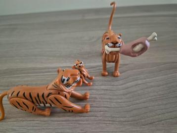 Tijger familie (3) met vlees beschikbaar voor biedingen