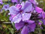 Phlox paniculata 'Blue Paradise' [Floks, vlambloem] vastep, Ophalen of Verzenden, Zomer, Overige soorten
