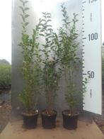 Ligustrum vulgare  - Wilde liguster (inheems), Ophalen of Verzenden, Liguster, Haag, Minder dan 100 cm