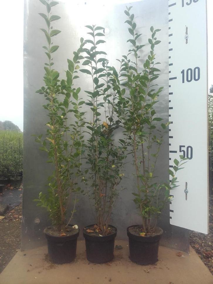 Ligustrum vulgare  - Wilde liguster (inheems), Tuin en Terras, Planten | Struiken en Hagen, Haag, Liguster, Minder dan 100 cm