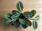 Maranta Tricolor, Huis en Inrichting, Kamerplanten, Ophalen, Halfschaduw, Minder dan 100 cm