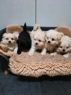 Boomer x Pomeriaan pups, Dieren en Toebehoren, Overige rassen, CDV (hondenziekte), 8 tot 15 weken, Meerdere