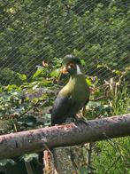 Witwangtoerako's !, Mannelijk, Tropenvogel, Geringd