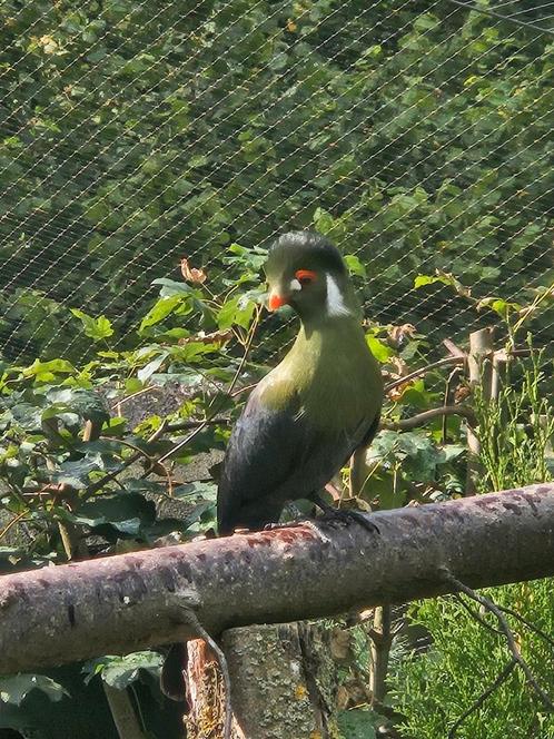 Witwangtoerako's !, Dieren en Toebehoren, Vogels | Overige Vogels, Tropenvogel, Mannelijk, Geringd