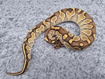 python regius vrouw butter DH axanthic DG beschikbaar voor biedingen