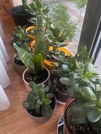 Senseveria, crassula ovata, Ophalen, Overige soorten, Minder dan 100 cm