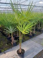 Trachycarpus fortunei, Tuin en Terras, Planten | Bomen, Ophalen, Volle zon, Palmboom, Minder dan 100 cm