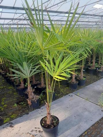 Trachycarpus fortunei beschikbaar voor biedingen