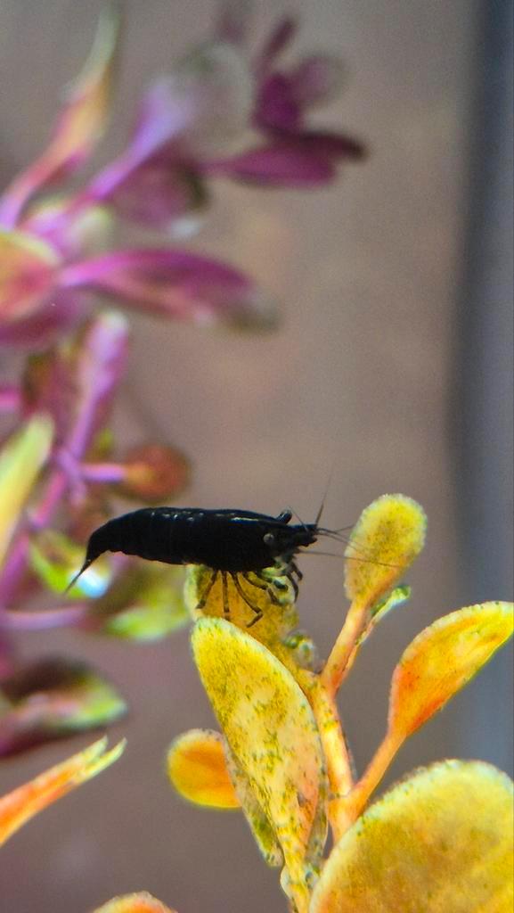 Laatste kans, blue devil/ midnight blue neocaridina garnalen, Dieren en Toebehoren, Vissen | Aquariumvissen, Kreeft, Krab of Garnaal