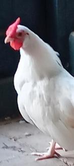 Witte Java kriel haan, Dieren en Toebehoren, Pluimvee, Mannelijk, Kip