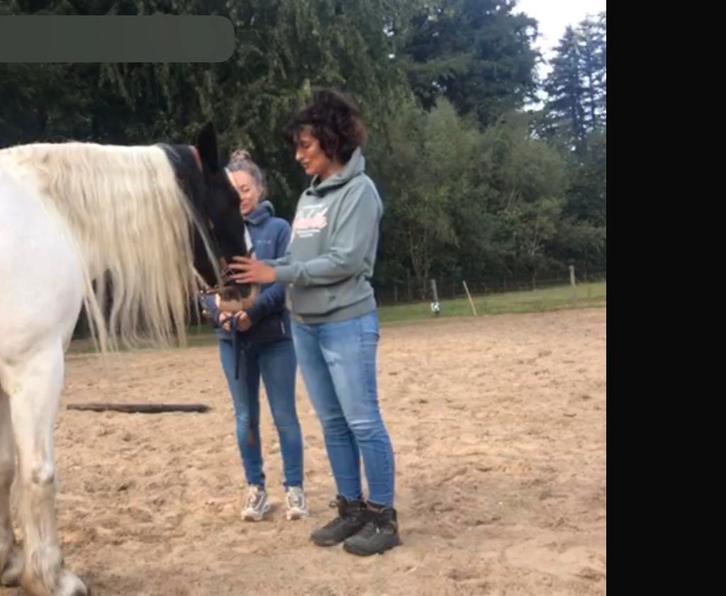 Gezocht mensen voor oefensessie paarden coaching, Diensten en Vakmensen, Coaching en Persoonlijke effectiviteit, Loopbaanadvies of -begeleiding