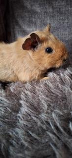 Mooie jonge cavia's zeugjes en beertjes, Dieren en Toebehoren, Cavia, Januari, Meerdere dieren, Tam