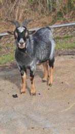 Te huur dekbok, Dieren en Toebehoren, Schapen, Geiten en Varkens, Mannelijk, Geit
