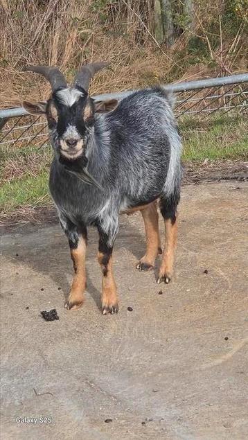 Te huur dekbok  beschikbaar voor biedingen