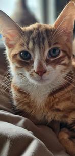 Katertje zoekt nieuw huisje, Dieren en Toebehoren, Katten en Kittens | Overige Katten, Kater