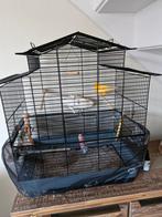 Mooie kanarie plus kooi toebehoren, Dieren en Toebehoren, Vogels | Kanaries, Mannelijk, Zangkanarie