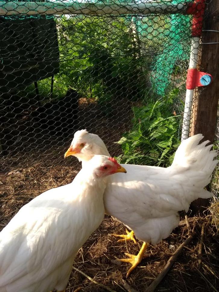 Schijndelaar en haantjes van divers pluimage, Dieren en Toebehoren, Pluimvee, Kip, Mannelijk