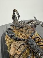 Opgezette Keizerschorpioenen Onder Stolp - Wildernis Atelier, Verzamelen, Dierenverzamelingen, Ophalen of Verzenden, Nieuw, Opgezet dier