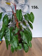 Philodendron painted lady, Ophalen, Overige soorten, Minder dan 100 cm