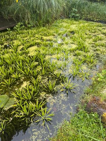 Waterplanten voor heldere vijver krabbescheer fonteinkruid beschikbaar voor biedingen