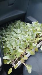Koolplanten, Minder dan 100 cm, Overige soorten, Volle zon, Ophalen of Verzenden