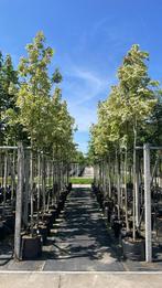 Acer platanoides drummondi esdoorn in verschillende maten, Ophalen of Verzenden, Bloeit niet, Overige soorten
