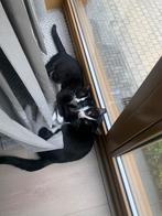 Hele leuke kittens te koop, Dieren en Toebehoren, Katten en Kittens | Overige Katten, Meerdere dieren, Kortharig, 0 tot 2 jaar