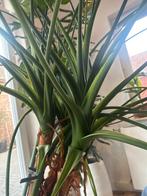 Grote Kamerplant - Prachtige Aanwinst!, 100 tot 150 cm, Overige soorten, In pot, Groene kamerplant