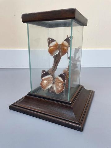 Vintage Taxidermie Vlinders - 23cm beschikbaar voor biedingen