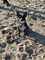 Pincher/ chiauwa kruising 1,5 jaar merle kleur/ tijger, Parvo, 1 tot 2 jaar, Eén hond, Nederland