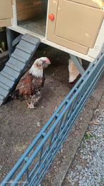 gratis Dutch favorelles haan ., Dieren en Toebehoren, Mannelijk, Kip