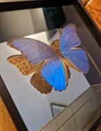 Vlinder in spiegel lijst, Verzamelen, Dierenverzamelingen, Nieuw, Opgezet dier, Ophalen of Verzenden, Insect