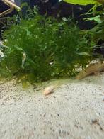 Super mooie L144 Albino algeneters!, Vis