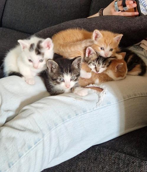 Speelse kittens, Dieren en Toebehoren, Katten en Kittens | Raskatten | Korthaar, Kater