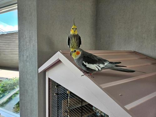 Valkparkieten valkparkiet koppel mannetjes hand tam, Dieren en Toebehoren, Vogels | Overige Vogels, Tropenvogel, Mannelijk, Tam