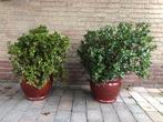 2 x Jadeplant (Crassula ovata) met pot., Huis en Inrichting, Kamerplanten, Ophalen, Vetplant, Halfschaduw, In pot