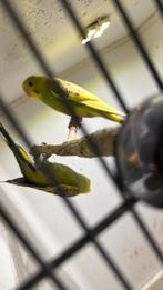 Parkieten, Mannelijk, Parkiet, Geringd