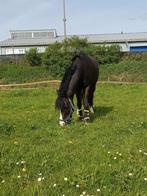 Grote B-pony, 9jaar, Dieren en Toebehoren, Met stamboom, Ruin, L, 7 tot 10 jaar