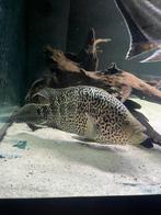 Jaguar cichlide XXL, Dieren en Toebehoren, Vissen | Aquariumvissen, Vis, Zoetwatervis